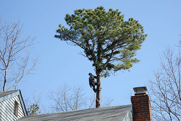 Best Hazardous Tree Removal  in Osceola, MO